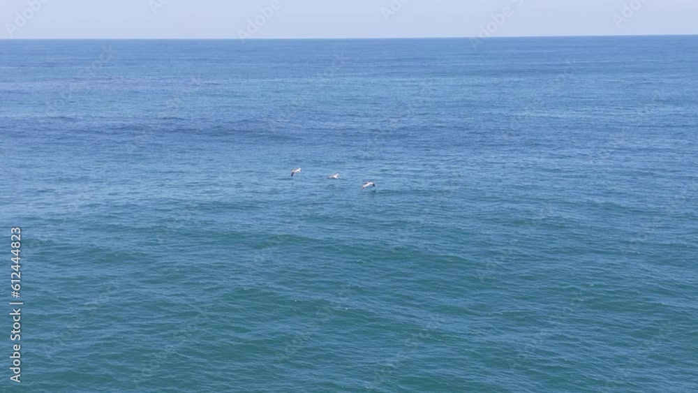 Aerial view of pelicans flying over the coast of El Salvador Aerial view of pelicans flying over the coast of El Salvador