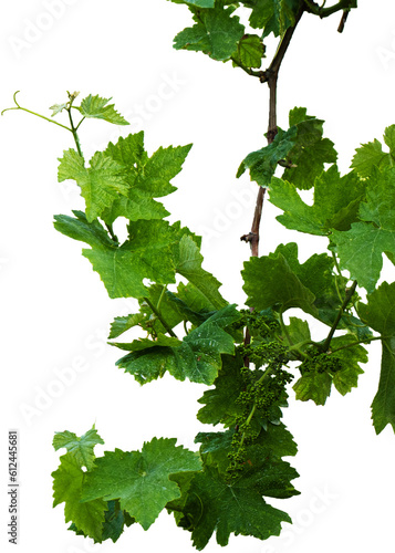 Wallpaper Mural grape leaves vine branch Torontodigital.ca