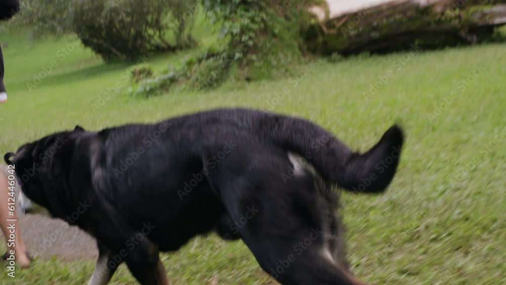 Smart australian new Zealand shepherd black dog running in the park. Happy smart pet, Smart dog on the field in the park. Smart australian new Zealand shepherd black dog running in the park. Happy smart pet, Smart dog on the field in the park.