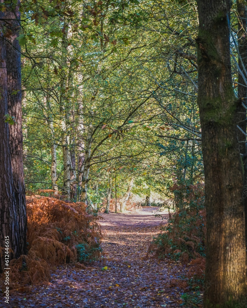 Beautiful forest landscape during the daytime