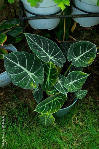 Vertical shot of a tropical potted plant alocasia reginula photo