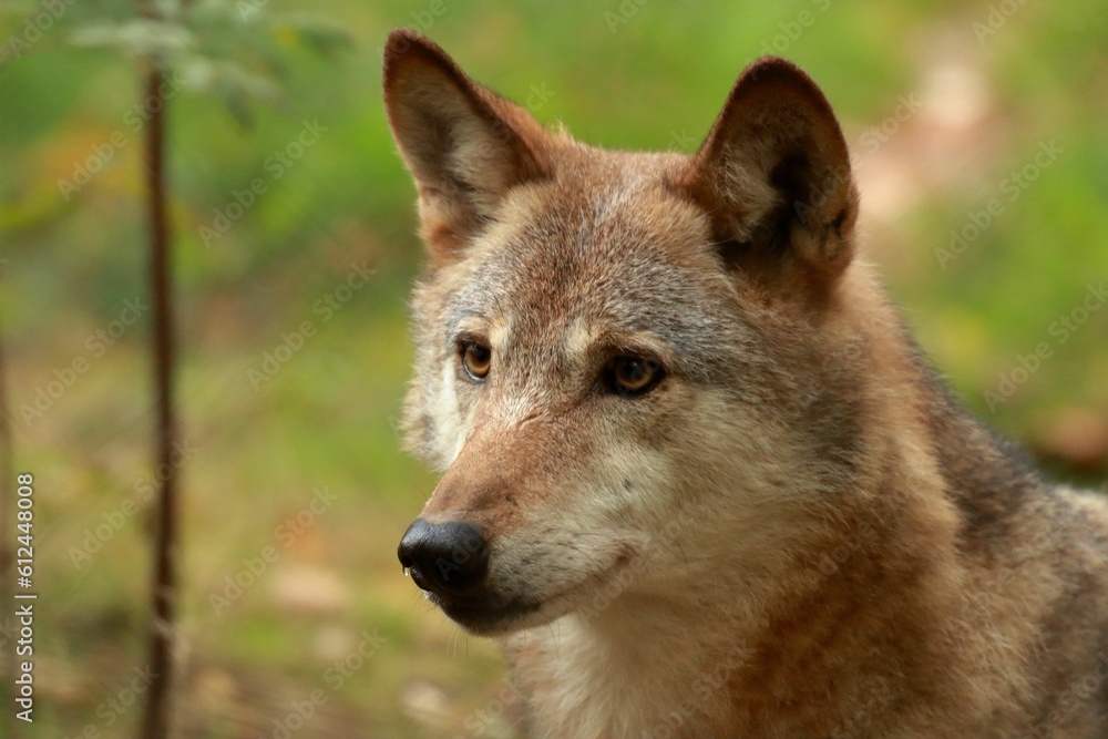 Closeup shot of a Mongolian wolf in the forest, with greenery blurred in the background