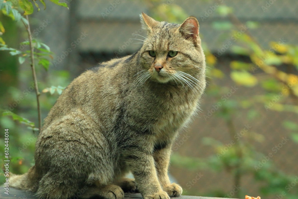 Closeup shot of a gray-furred wildcat, sitting on a wooden beam, surrounded by green trees