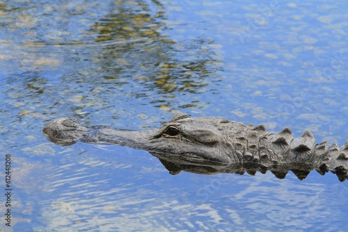Close-up shot of an alligator in the water