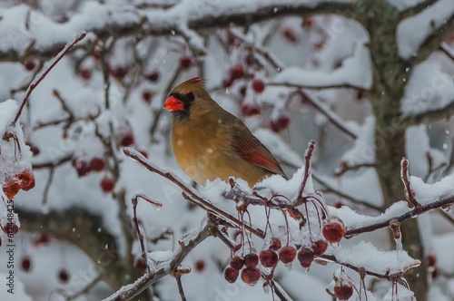 Closeup of a female northern cardinal in the snow