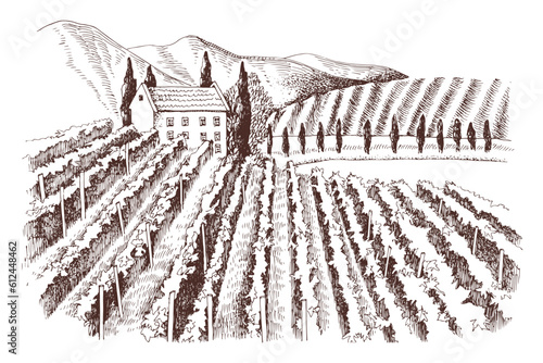Hand drawn rustic vineyard landscape