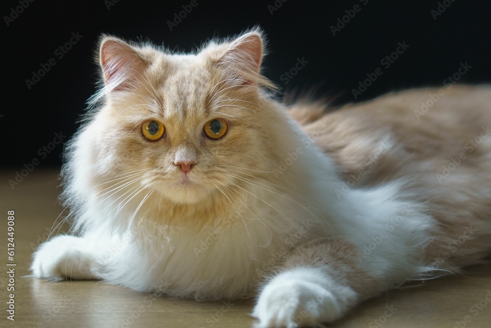White furry cat isolated on a black background
