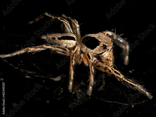 Closeup shot of a brown Jumping spider in the black background.
