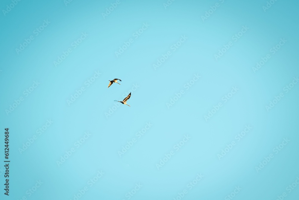 Couple of heron birds flying high in the clear blue sky on a sunny day