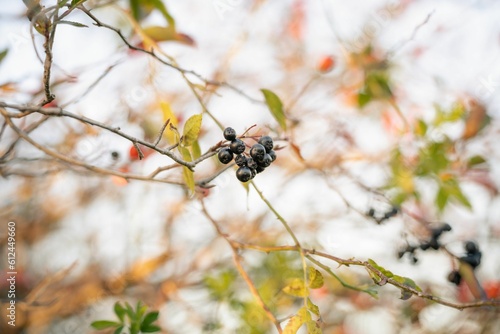 Selective shot of the black chokeberries on the tree branch on a sunny day with blur background © Miłosz Czapliński/Wirestock Creators