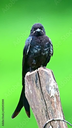 Dongo cleaning its feathers and hunting for food perched on a wooden log with green background photo