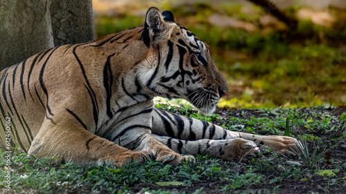 Closeup shot of a Bengal tiger enjoying the shade on a warm afternoon