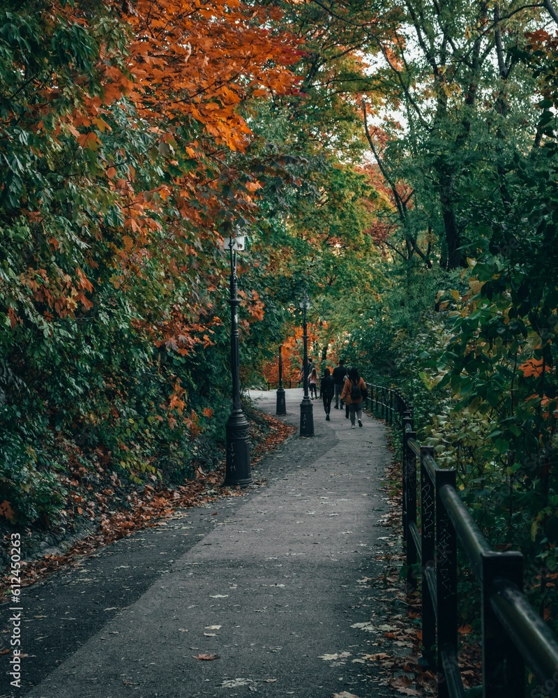 Vertical shot of a walking trail through an autumn forest