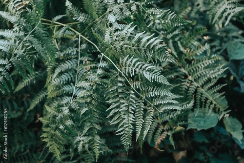 Closeup of fern leaves in a forest