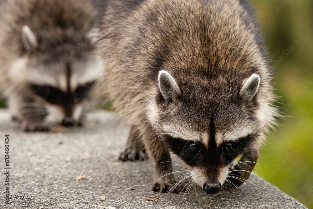 Raccoons on a search of food