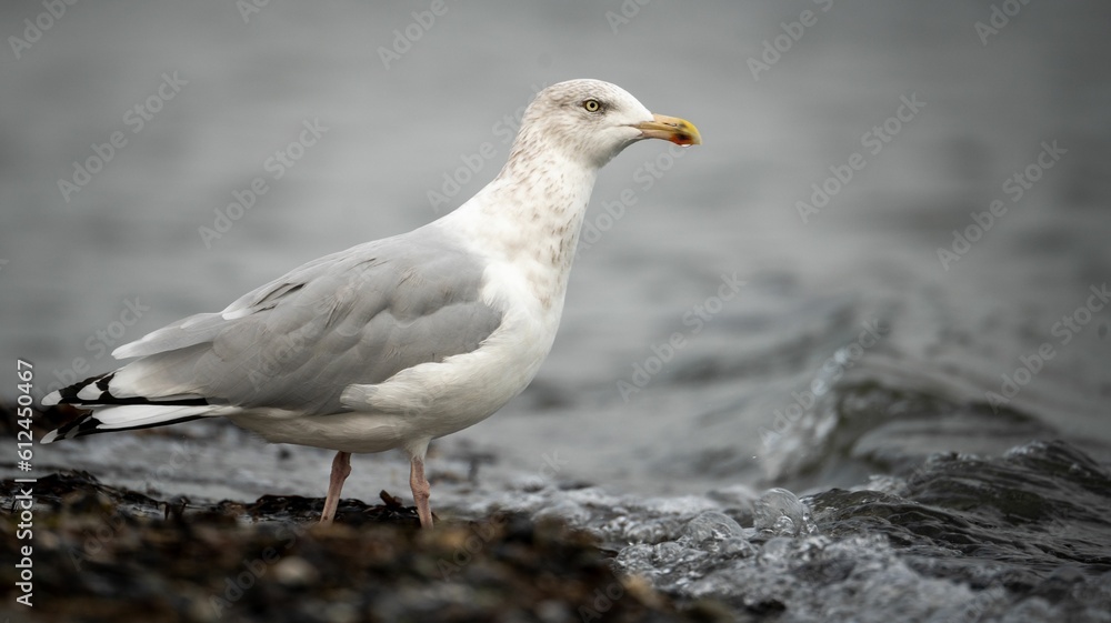 Selective focus shot of a seagull on the shore in Kiel, Germany Selective focus shot of a seagull on the shore in Kiel, Germany