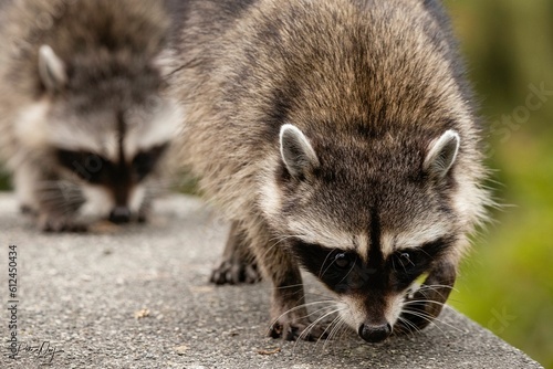 Raccoons on a search of food © Pete Nuij/Wirestock Creators