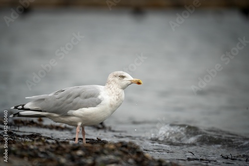 Closeup of a cute seagull standing by the sea in Kiel, Germany