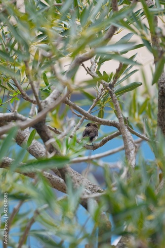 Selective focus of Javan munia perched on olive leaves