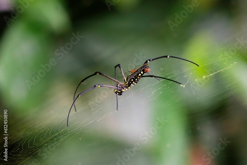 Macro shot of a Nephila pilipes spider on a web