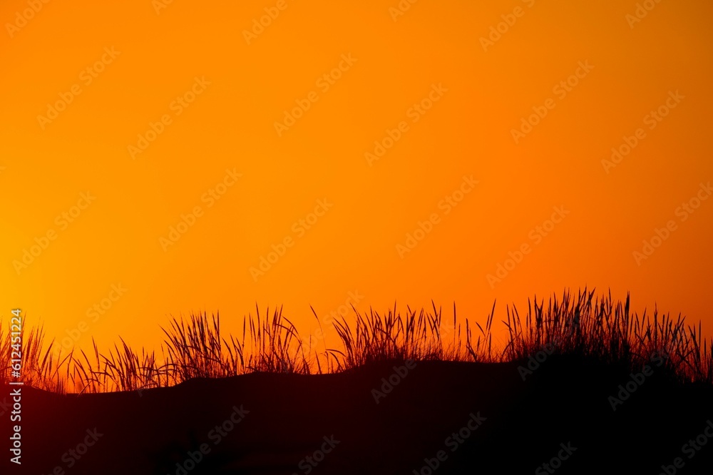 Silhouetted dune grasses with a smooth orange and yellow sky sunset background Silhouetted dune grasses with a smooth orange and yellow sky sunset background