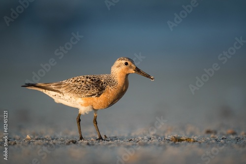 Close-up shot of a Red Knot perched on the coast