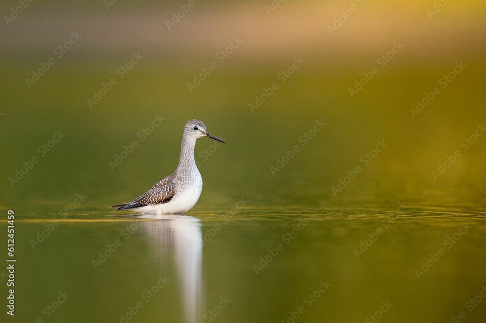Lesser Yellowlegs floating in a local puddle Lesser Yellowlegs floating in a local puddle