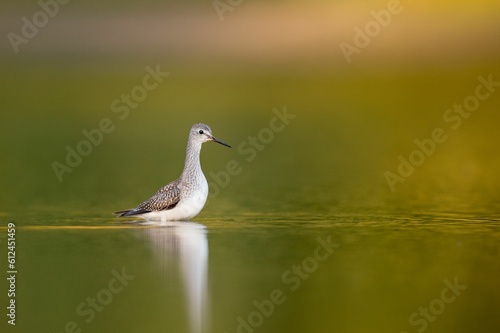 Lesser Yellowlegs floating in a local puddle