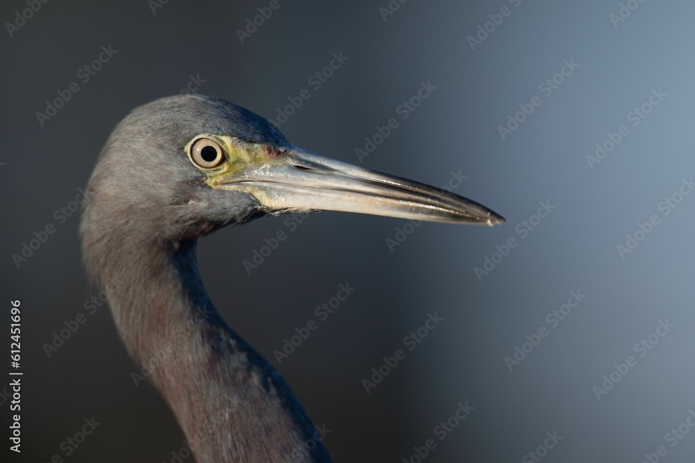 Closeup portrait of a Little Blue Heron Closeup portrait of a Little Blue Heron