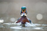Closeup shot of a Wood Duck swimming in the water