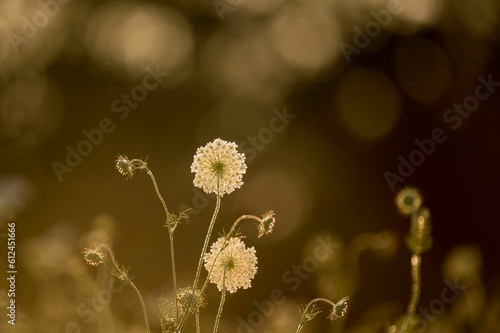 Selective focus shot of flowers with bokeh lights effect