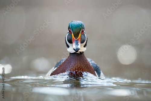 Canvas Print Closeup shot of a Wood Duck swimming in the water