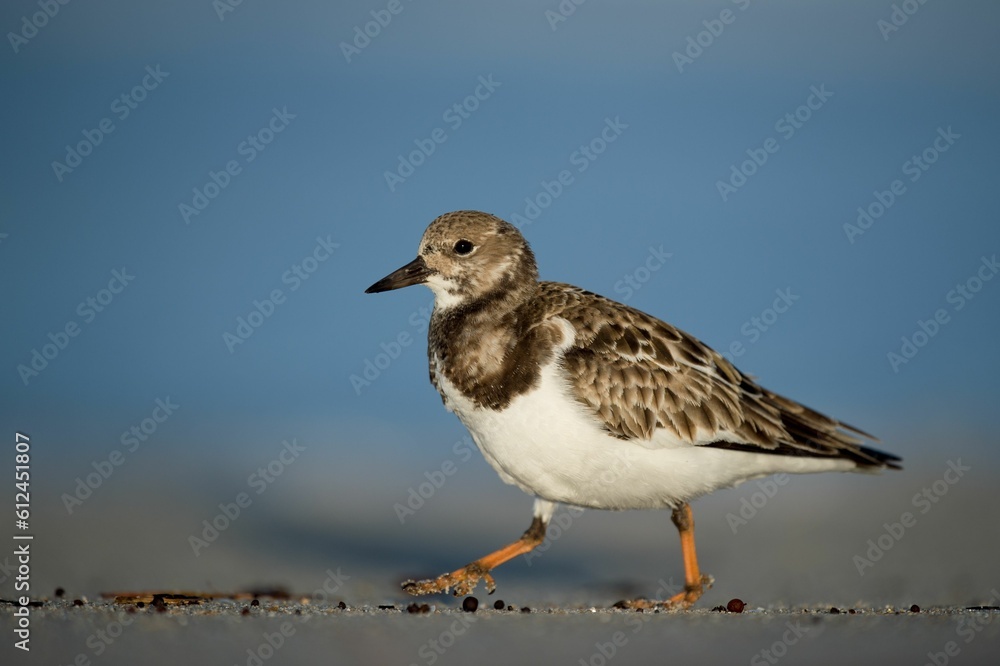 Ruddy Turnstone bird walks on a sandy beach Ruddy Turnstone bird walks on a sandy beach