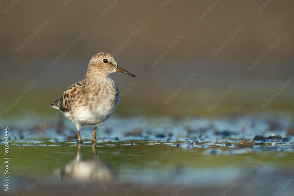 Least Tern bird standing in mud in water Least Tern bird standing in mud in water