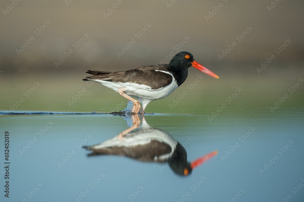American oystercatcher perched at the shore and reflecting on the water American oystercatcher perched at the shore and reflecting on the water