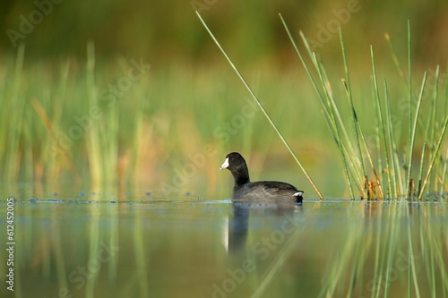 American coot swimming on the lake water with green shore photo