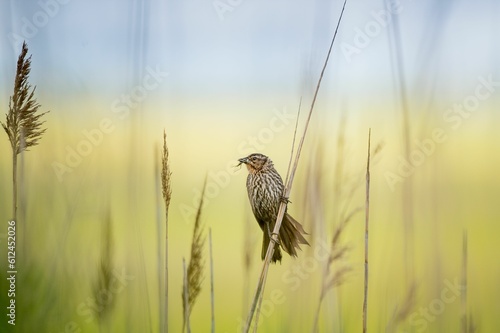 Redwing bird perched on the grass in the field
