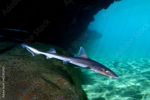Tiburón Cazón refugiado en cueva en aguas Canarias photo