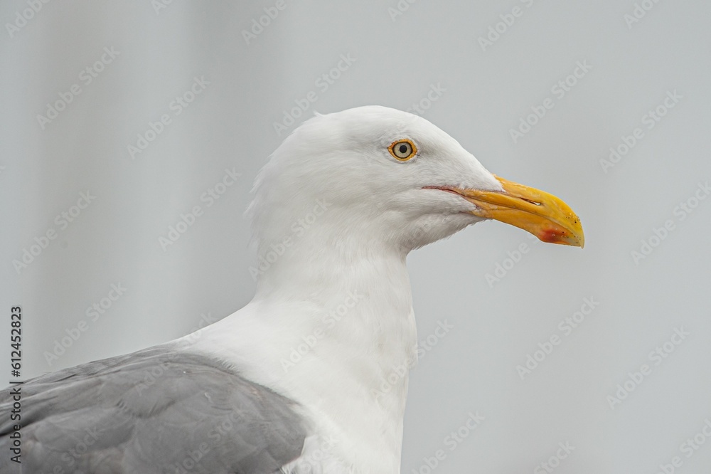 Closeup of a European Herring Gull on a white background Closeup of a European Herring Gull on a white background