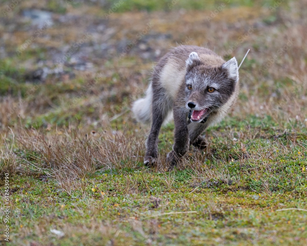 Beautiful shot of an Arctic fox in a field in Svalbard, Norway Beautiful shot of an Arctic fox in a field in Svalbard, Norway