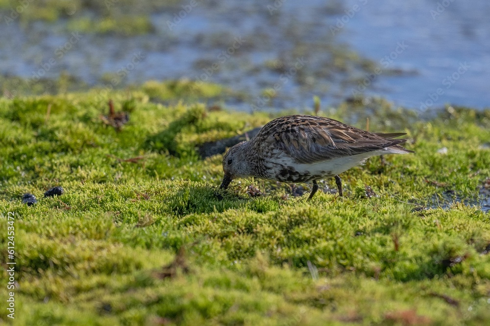 Wild bird on the mossy coast in Svalbard, Norway Wild bird on the mossy coast in Svalbard, Norway