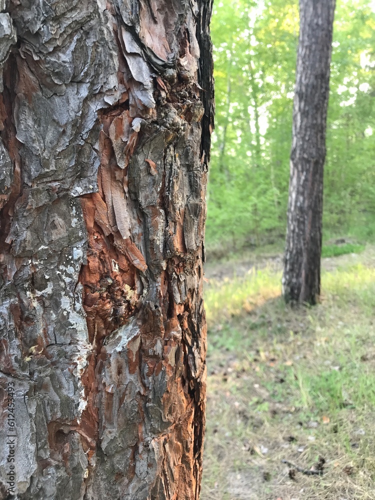 Fototapeta premium bark of a tree