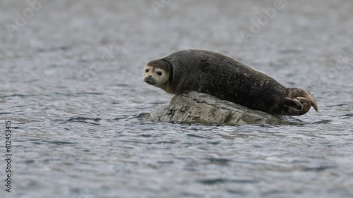 Sea lion perched on a rock in the water in Svalbard, Norway