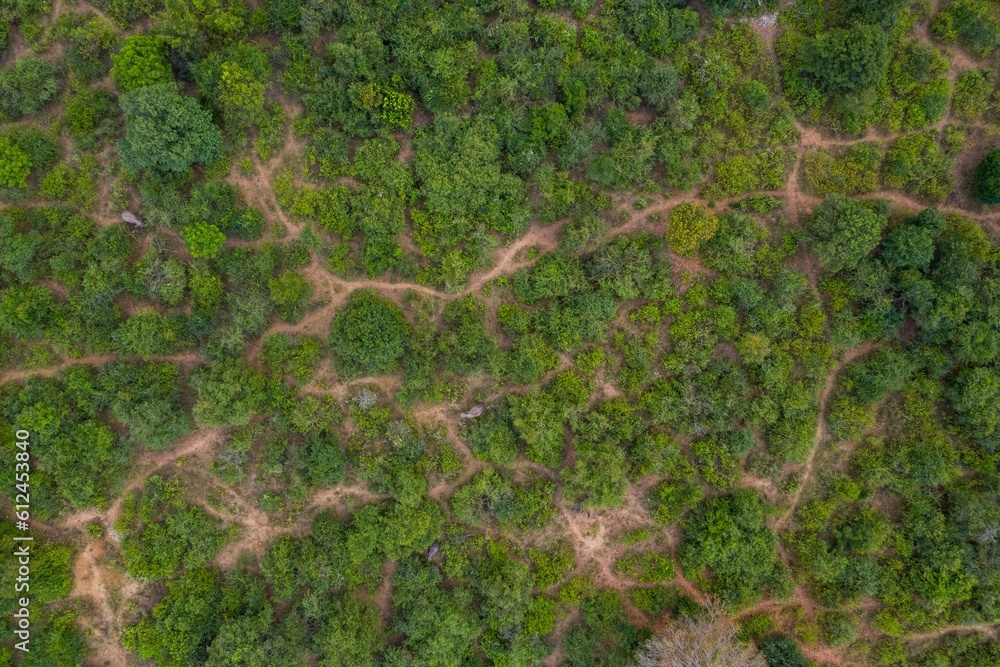 Aerial view of a green forest with lush trees. Aerial view of a green forest with lush trees.