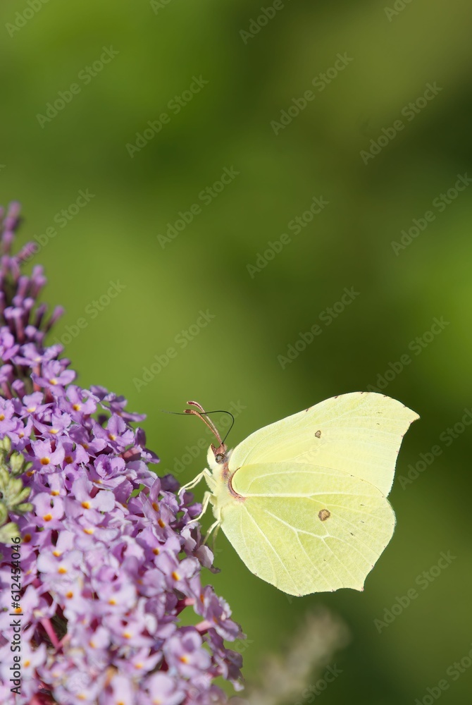 Vertical shot of a common brimstone butterfly on syringa Vertical shot of a common brimstone butterfly on syringa