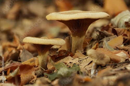 Selective focus of two Paralepista flaccida (Lepista flaccida) mushrooms, yellow leaves background photo