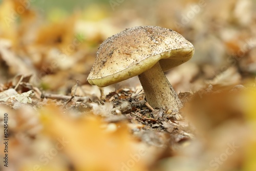 Closeup of a Hemileccinum impolitum mushroom in a forest