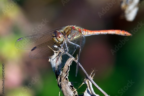 Selective focus of a dragonfly standing on a flower with blurred background