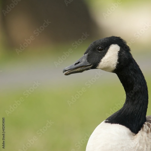Portrait of a Canada goose (branta canadensis)