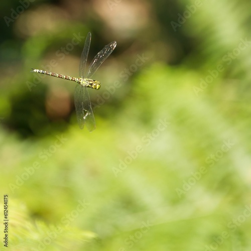 Macro shot of a common clubtail in flight photo